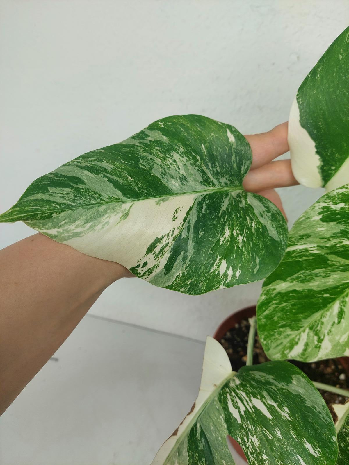 Monstera Variegata (zum aussuchen)