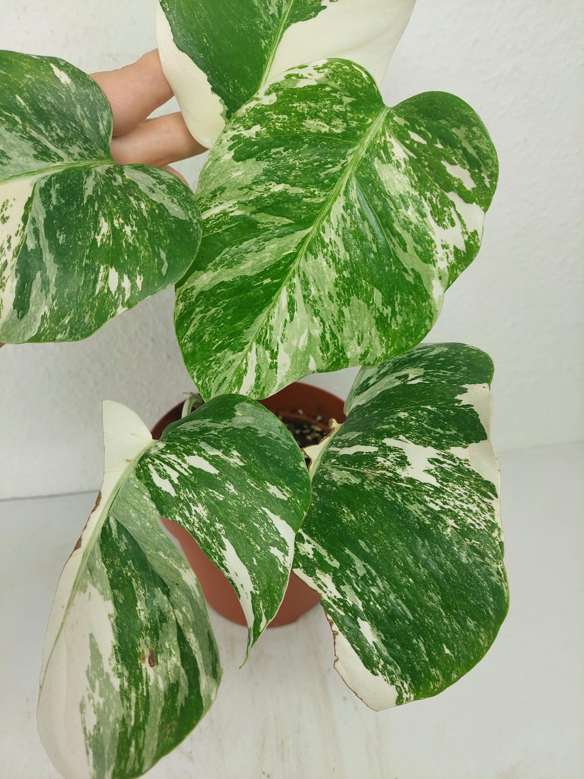 Monstera Variegata (zum aussuchen)