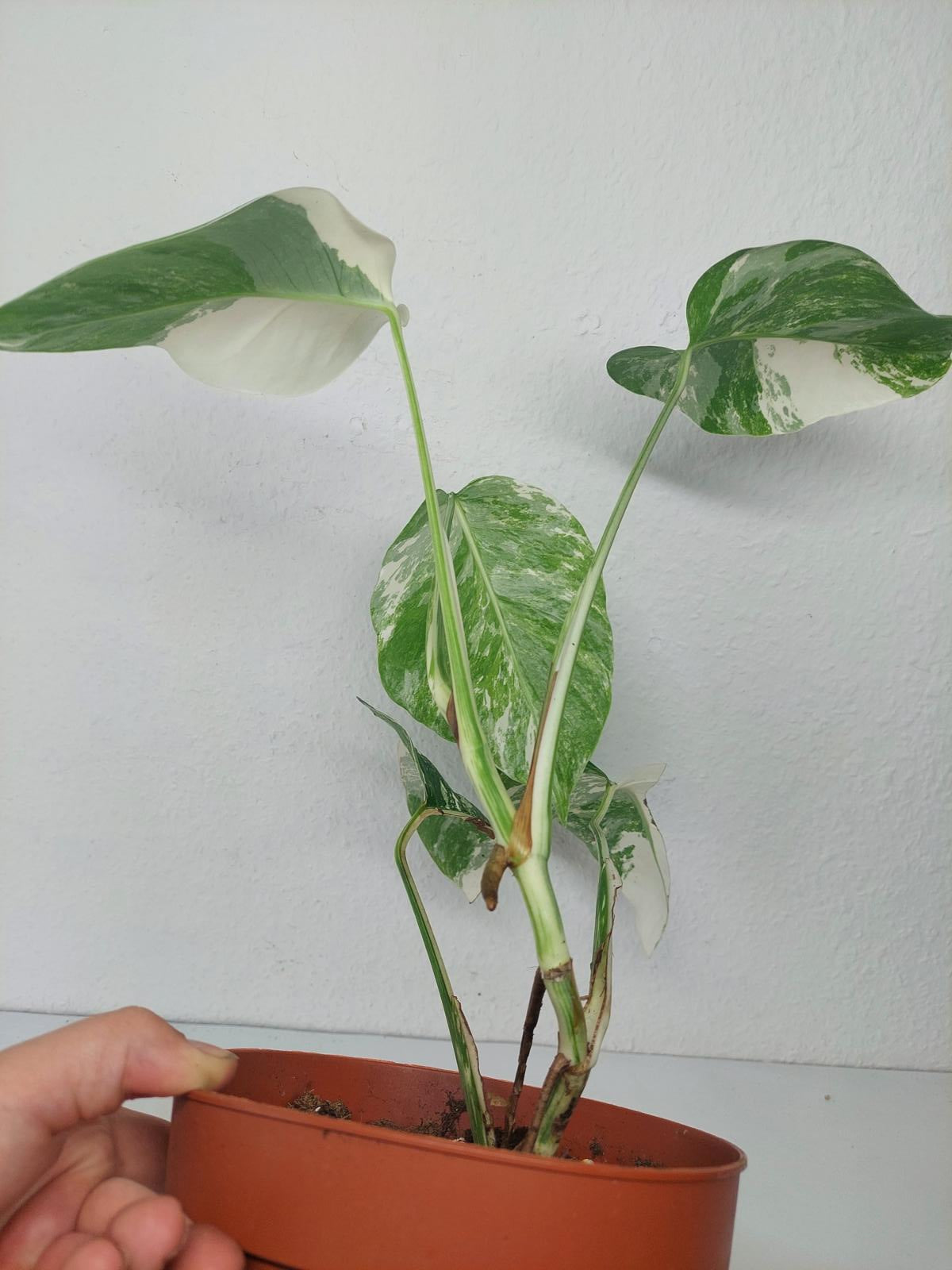 Monstera Variegata (zum aussuchen)