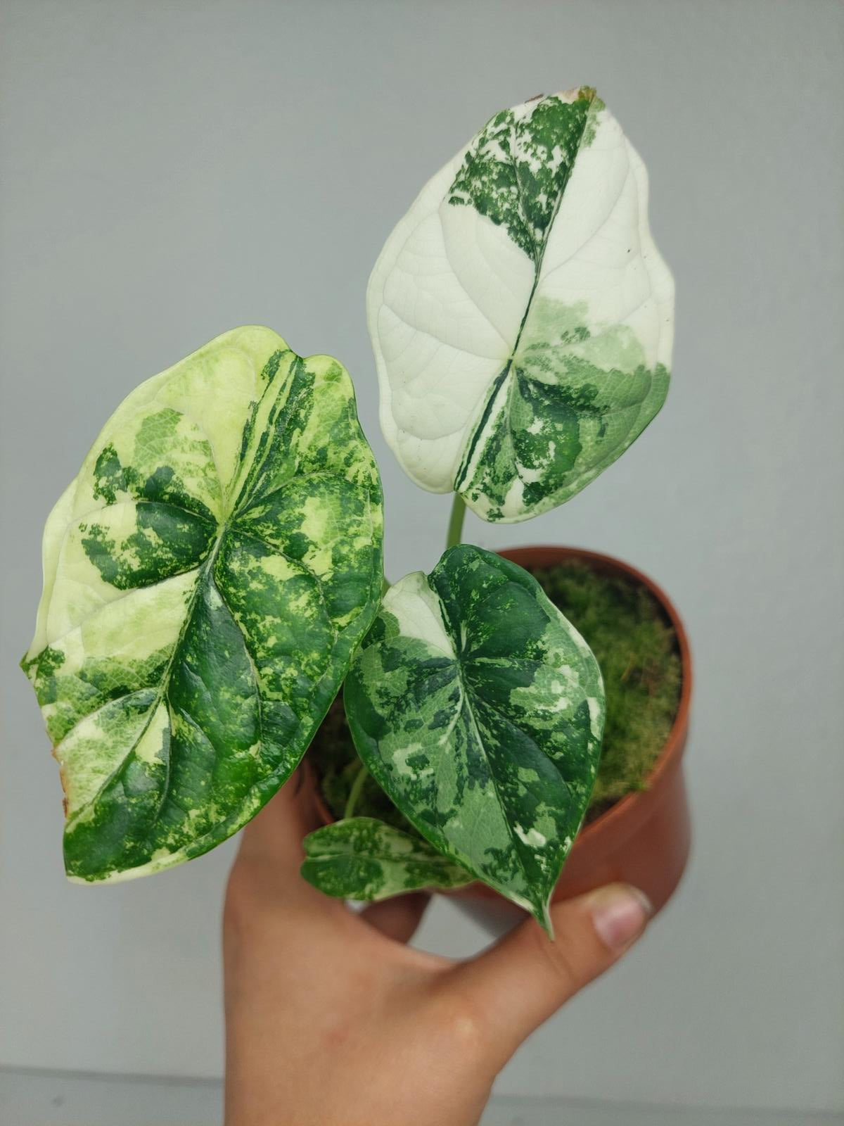 Alocasia Dragon Scale Variegata