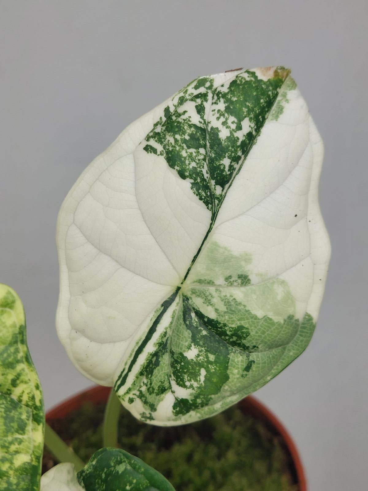Alocasia Dragon Scale Variegata