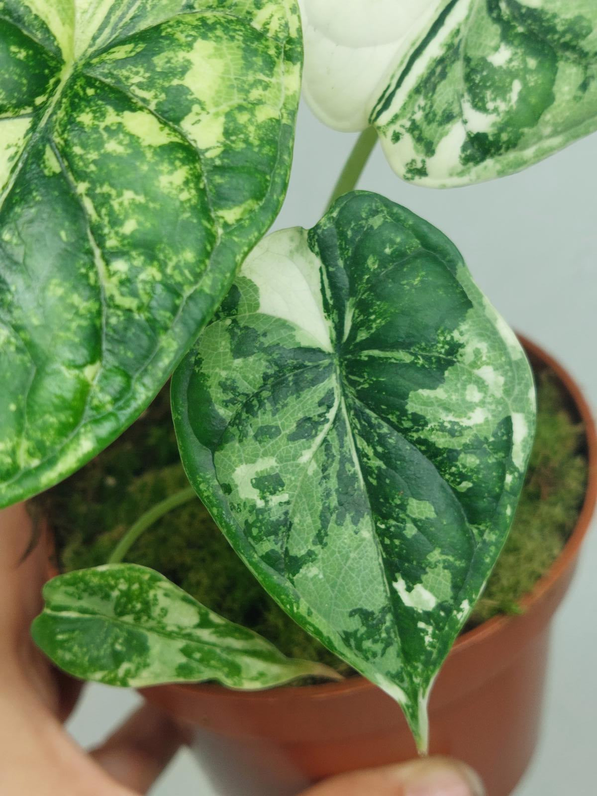 Alocasia Dragon Scale Variegata