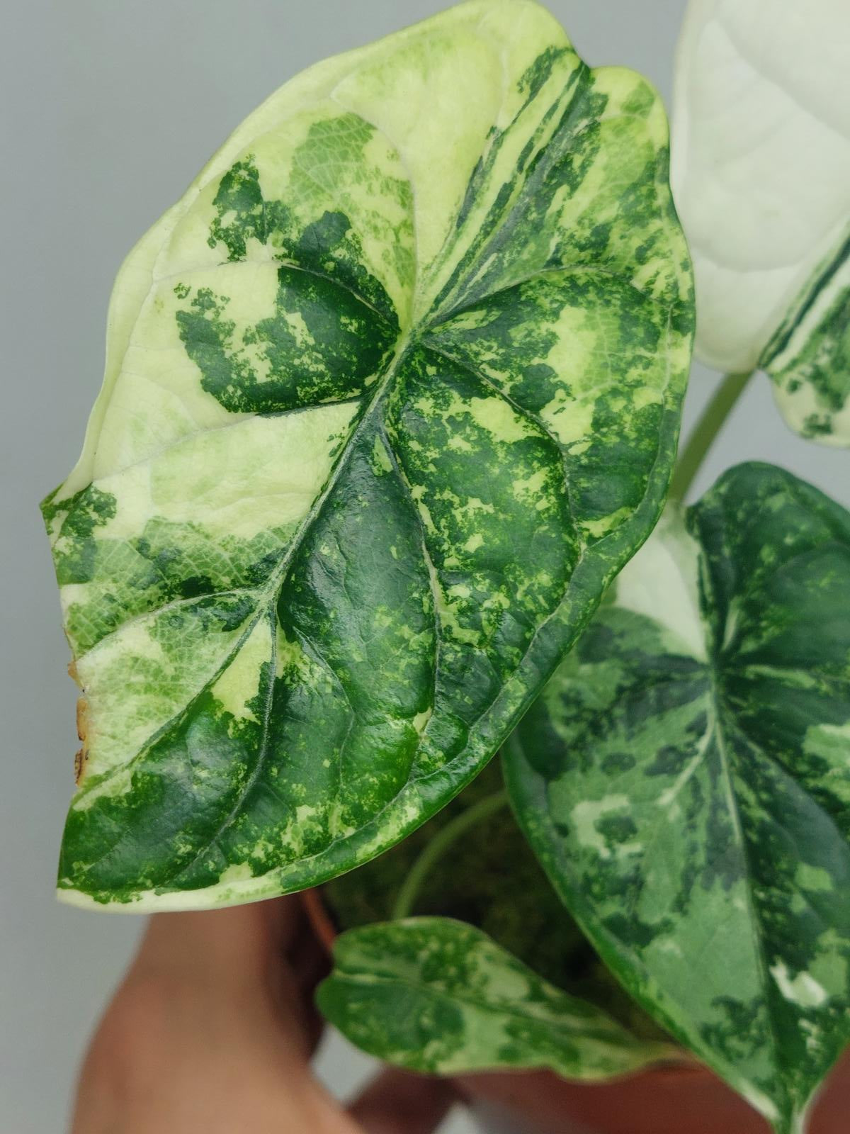 Alocasia Dragon Scale Variegata