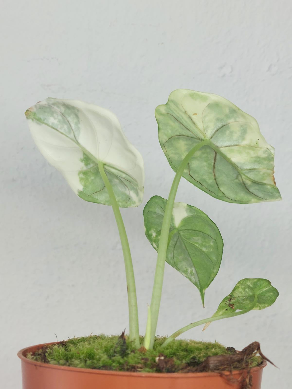 Alocasia Dragon Scale Variegata