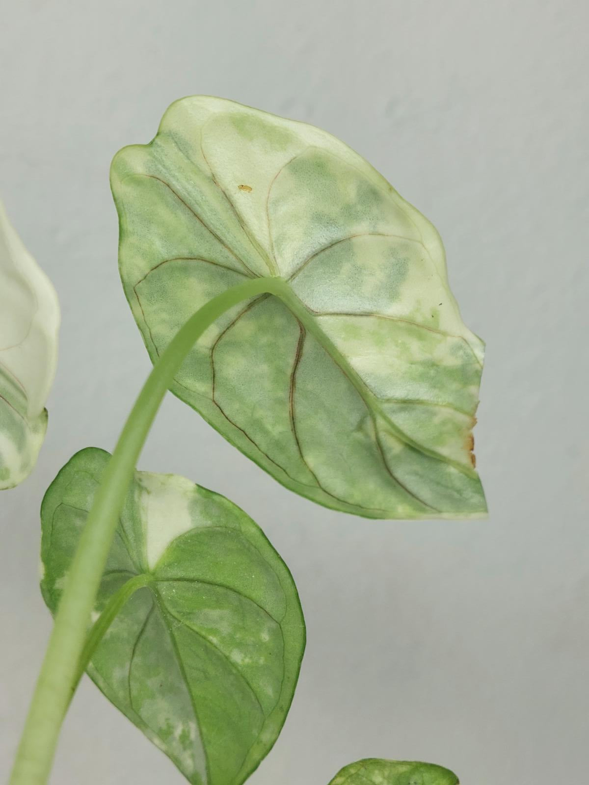 Alocasia Dragon Scale Variegata