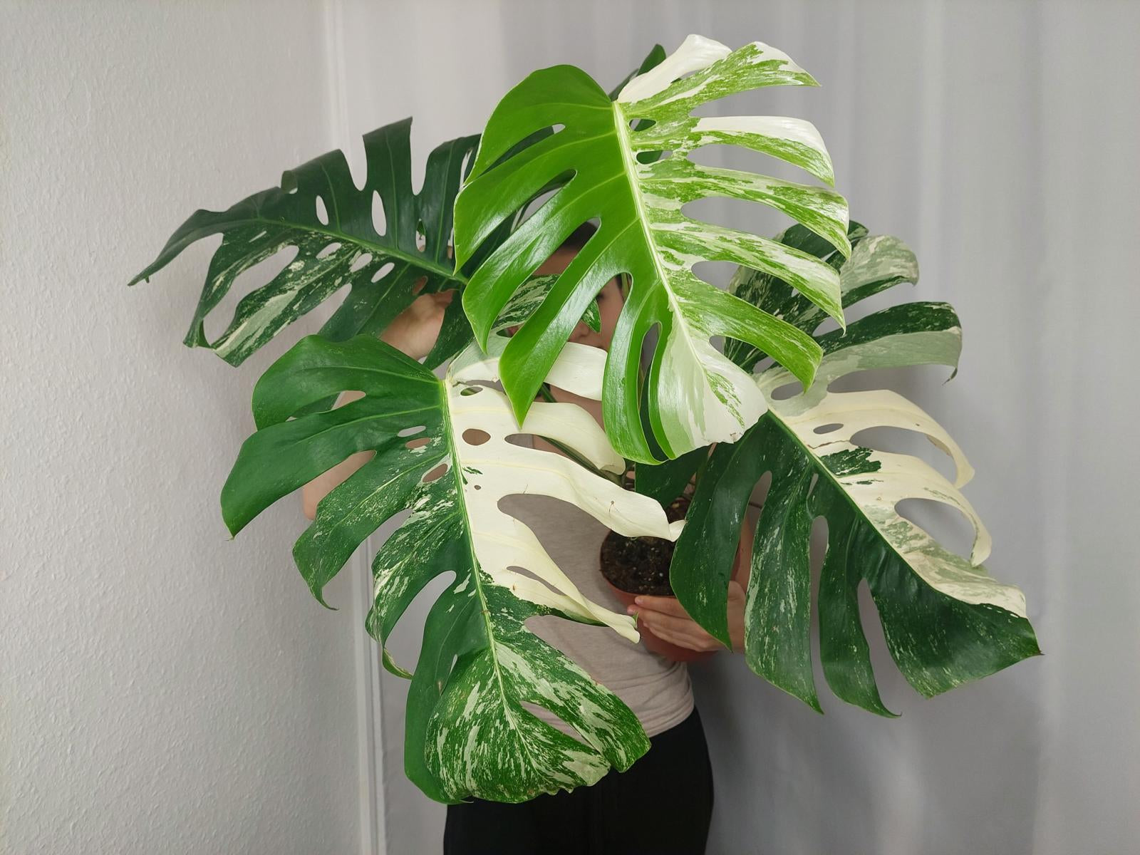 Monstera Variegata Adult