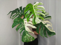 Monstera Variegata Adult