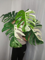 Monstera Variegata Adult