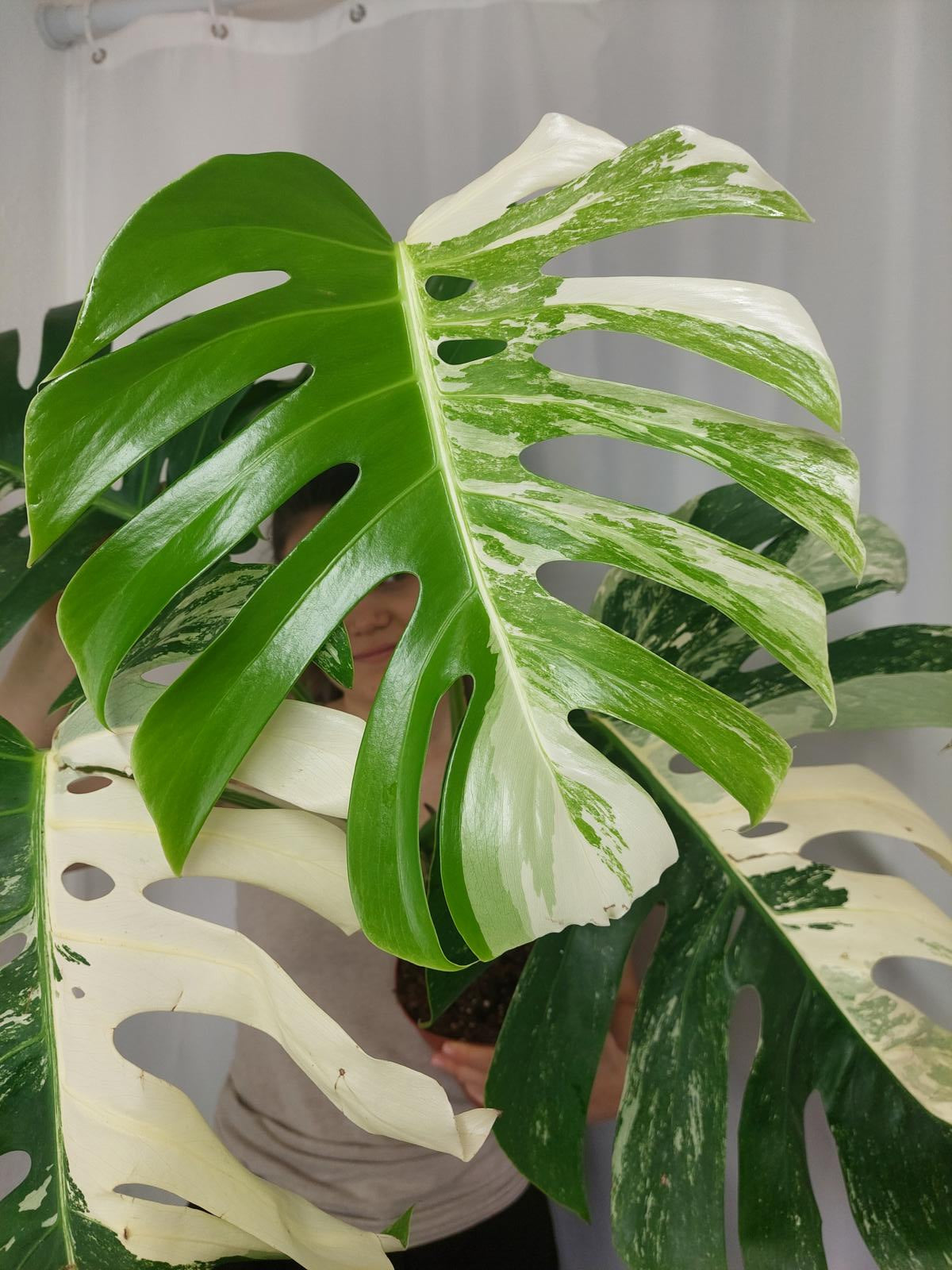Monstera Variegata Adult