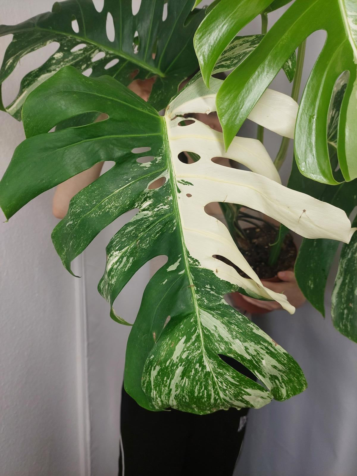 Monstera Variegata Adult