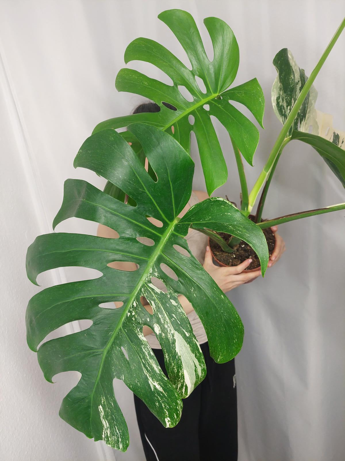 Monstera Variegata Adult