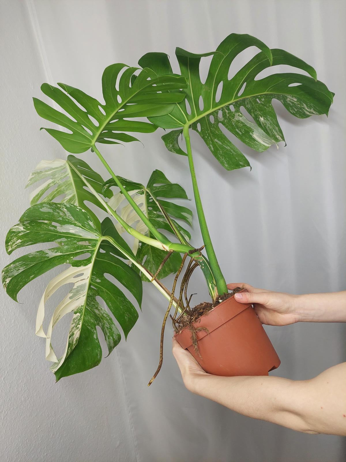 Monstera Variegata Adult