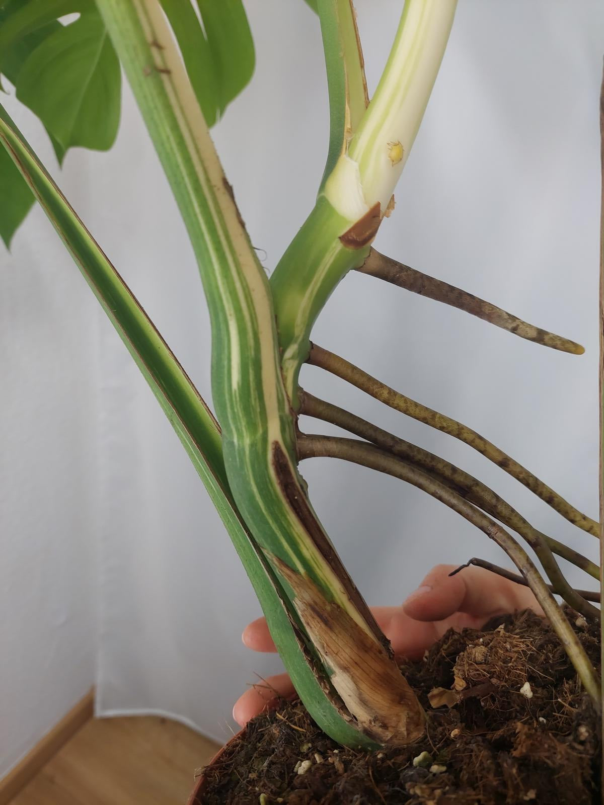 Monstera Variegata Adult