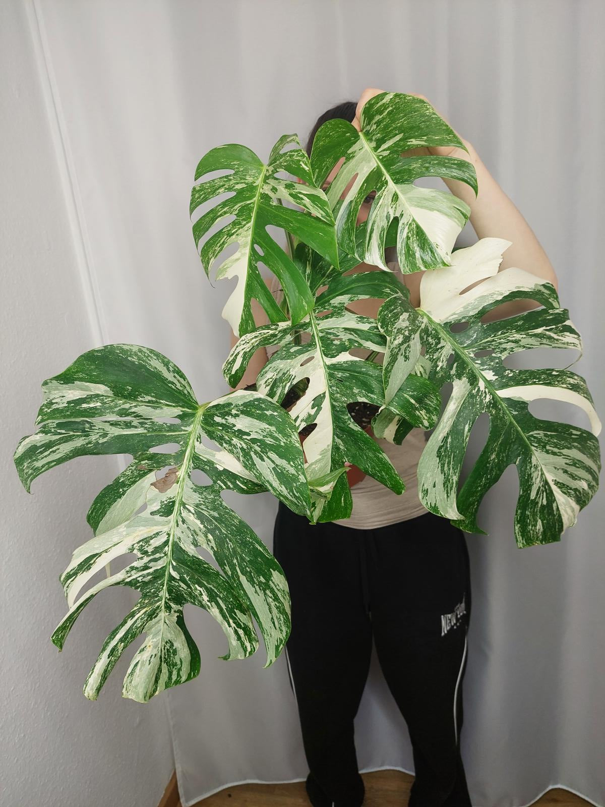 Monstera Variegata Adult