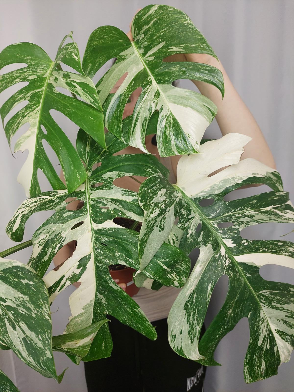 Monstera Variegata Adult
