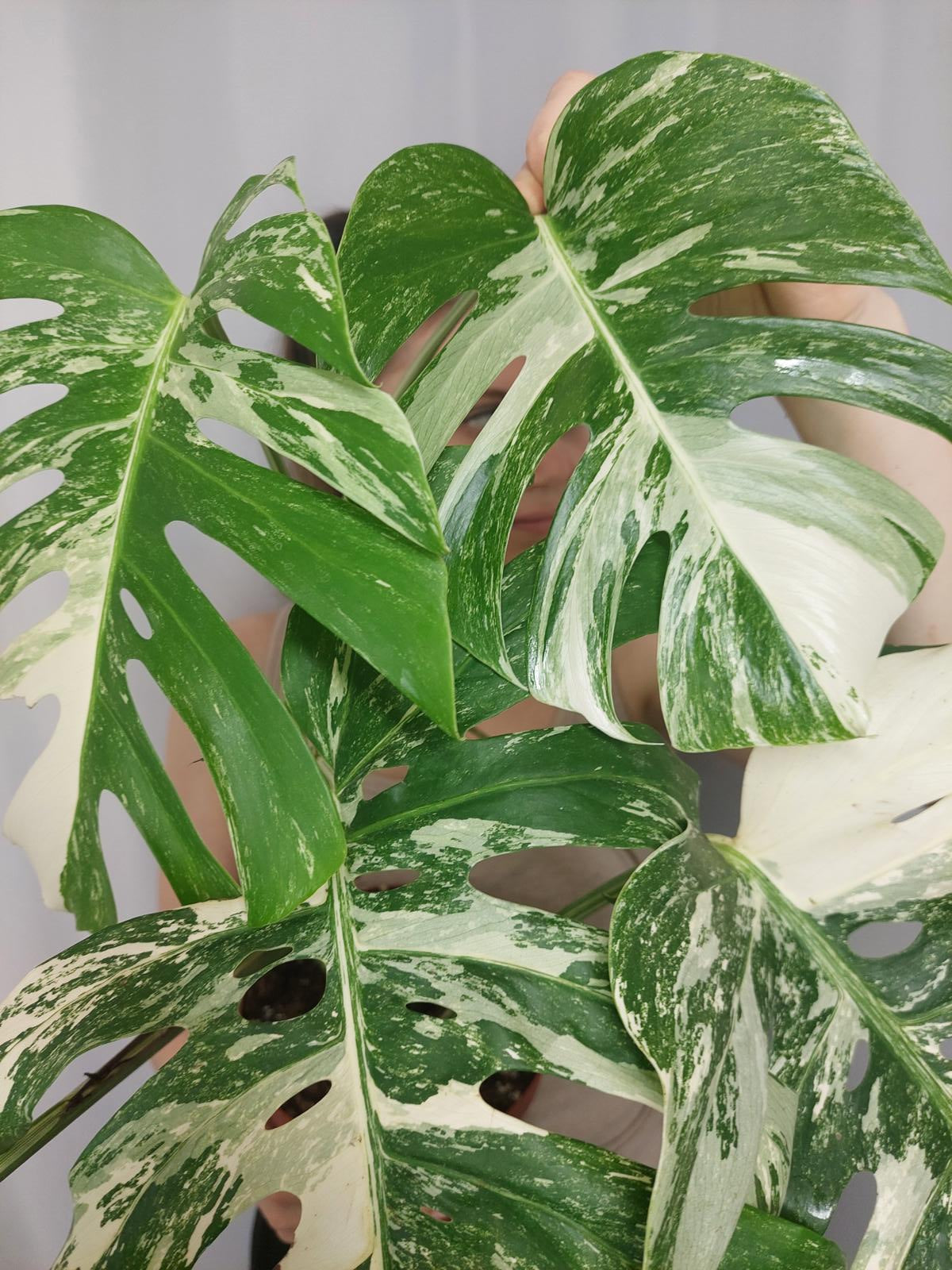 Monstera Variegata Adult