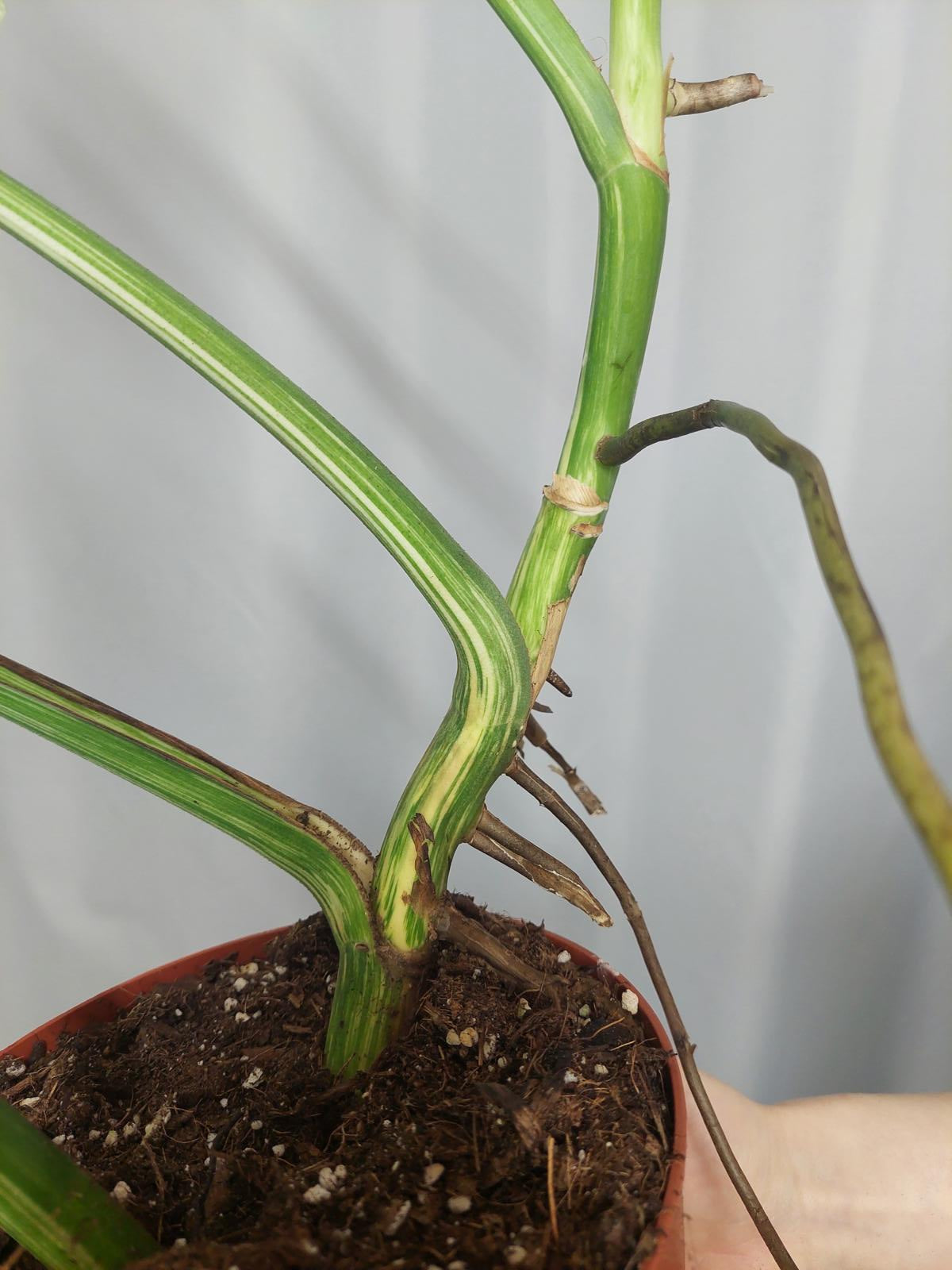 Monstera Variegata Adult
