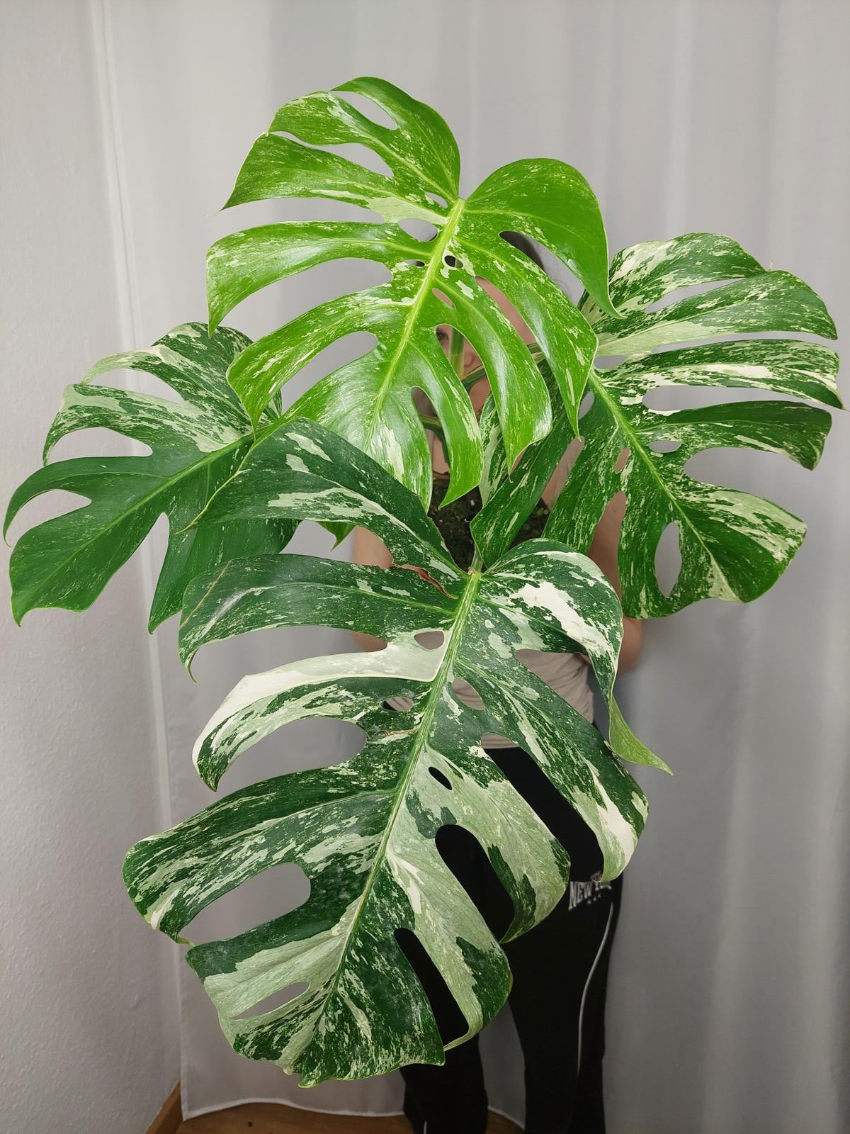 Monstera Variegata Adult