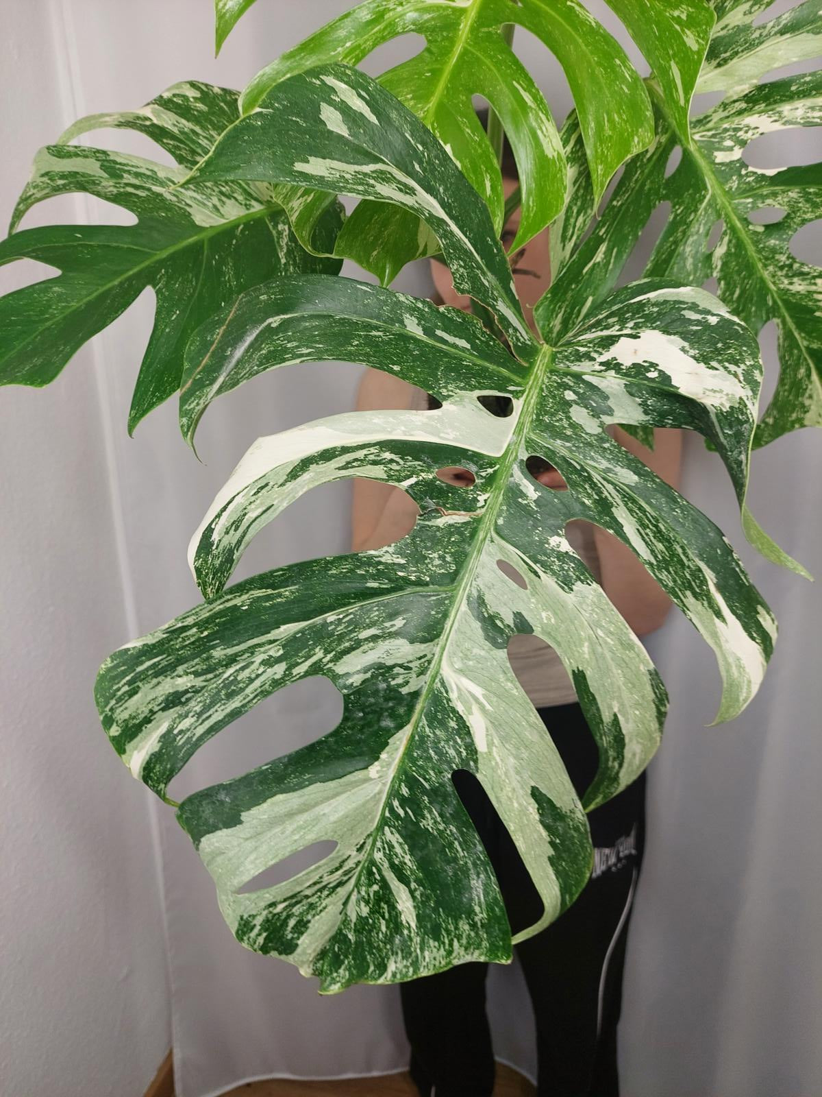 Monstera Variegata Adult