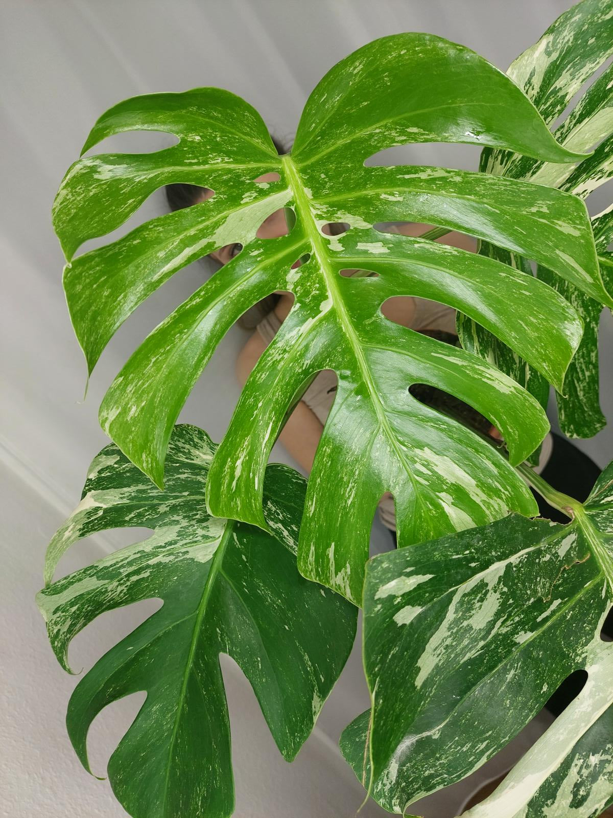 Monstera Variegata Adult