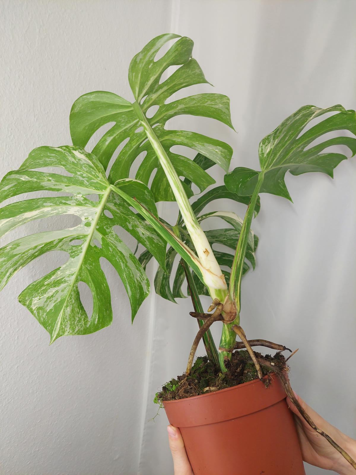 Monstera Variegata Adult