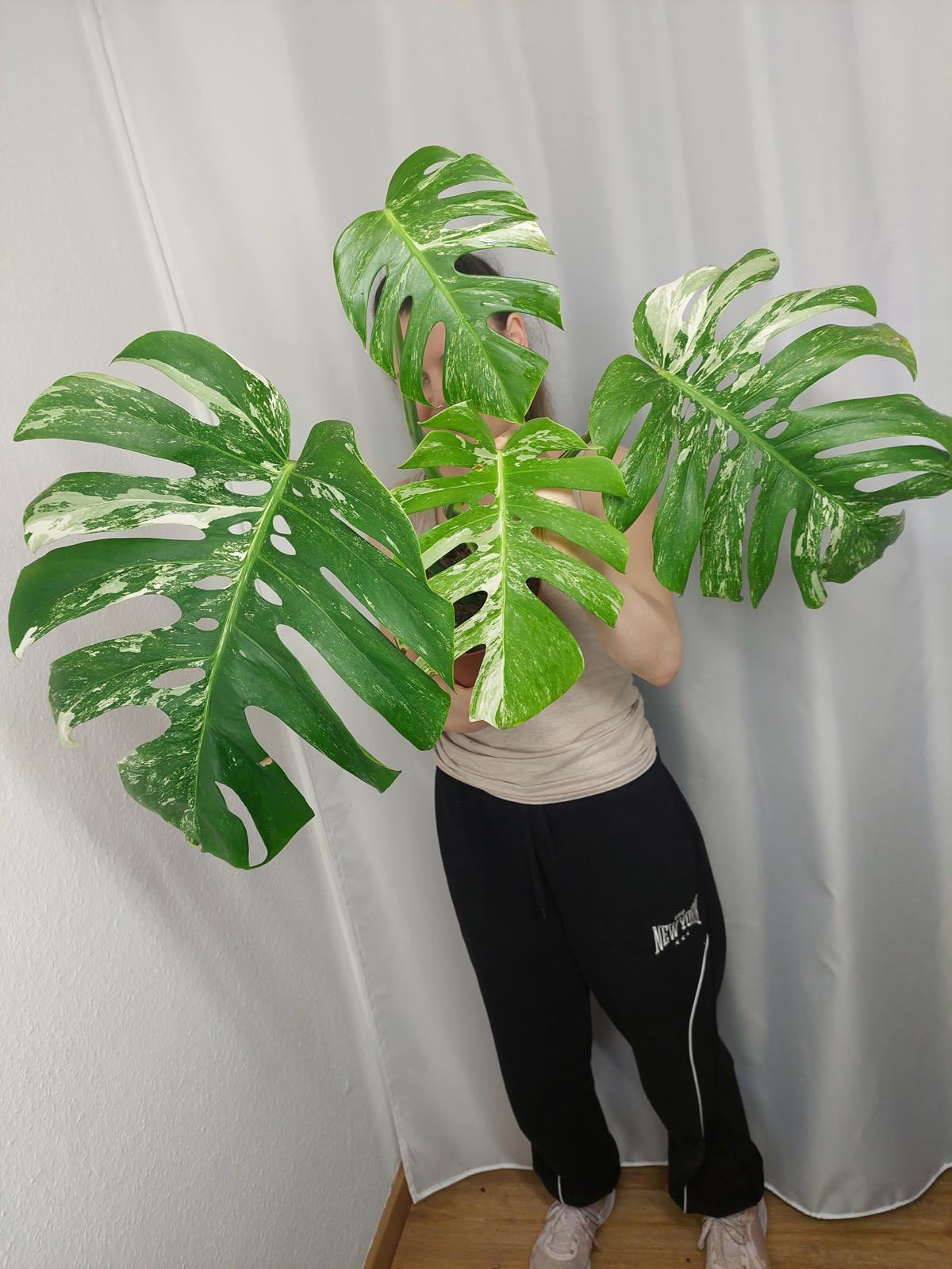 Monstera Variegata Adult