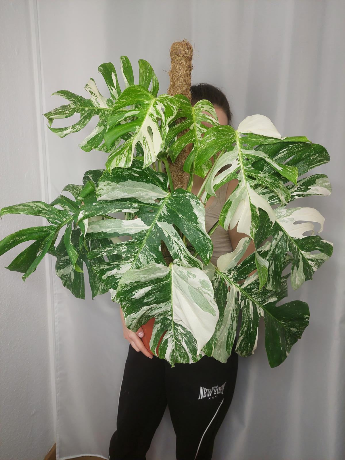 Monstera Variegata buschig