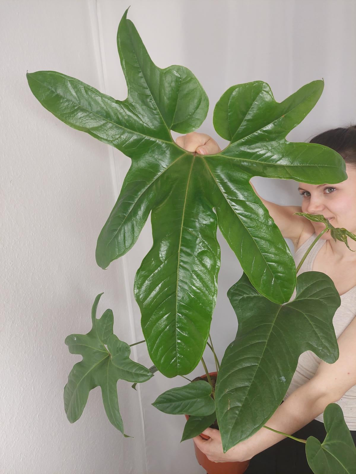 Anthurium Pedatum Groß