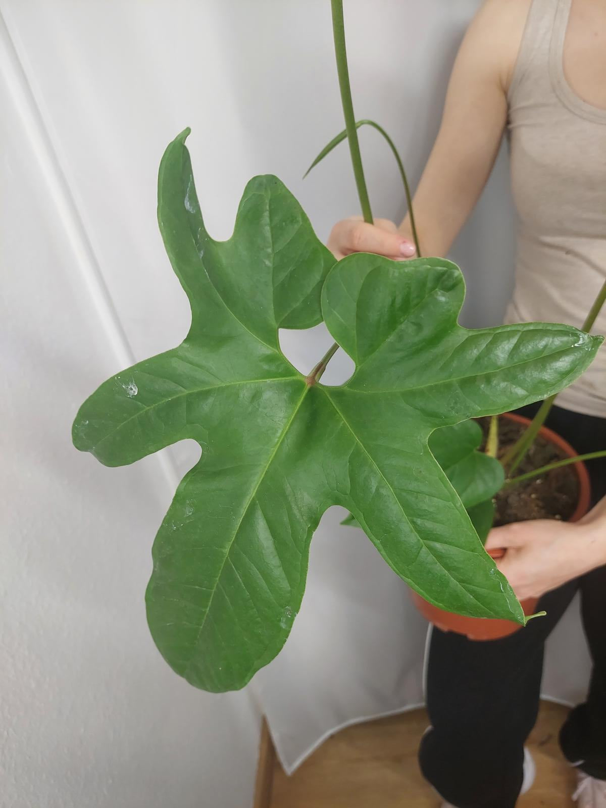 Anthurium Pedatum Groß