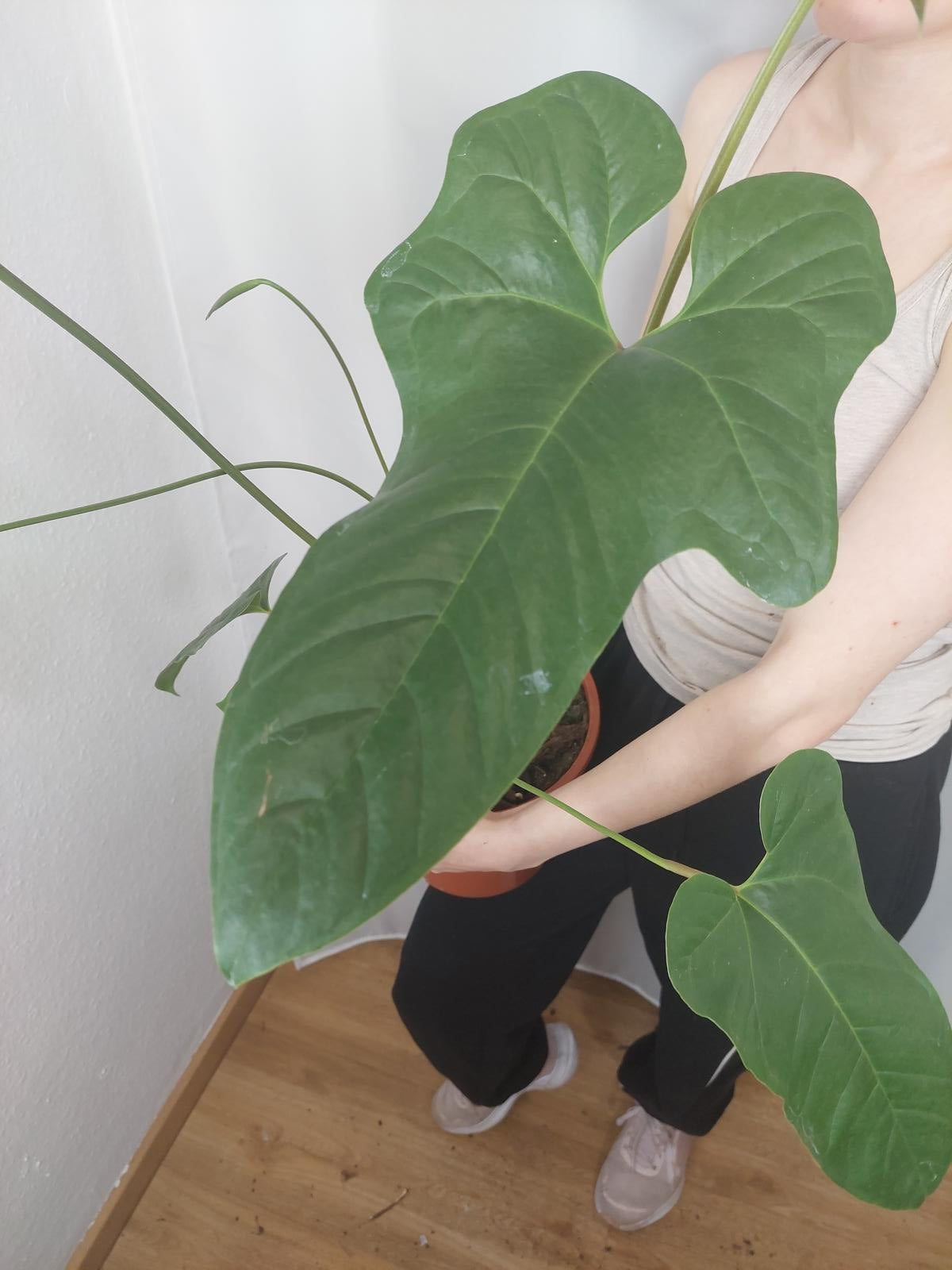 Anthurium Pedatum Groß