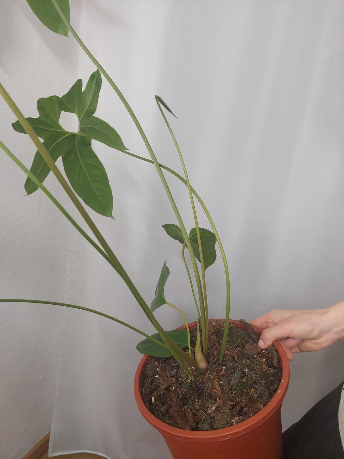 Anthurium Pedatum Groß