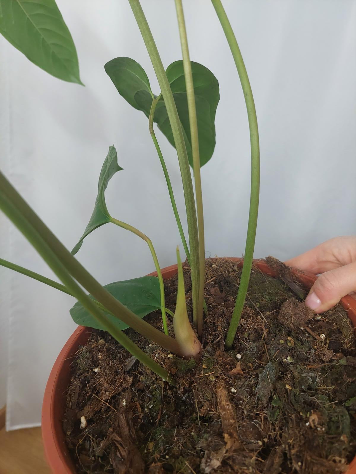 Anthurium Pedatum Groß