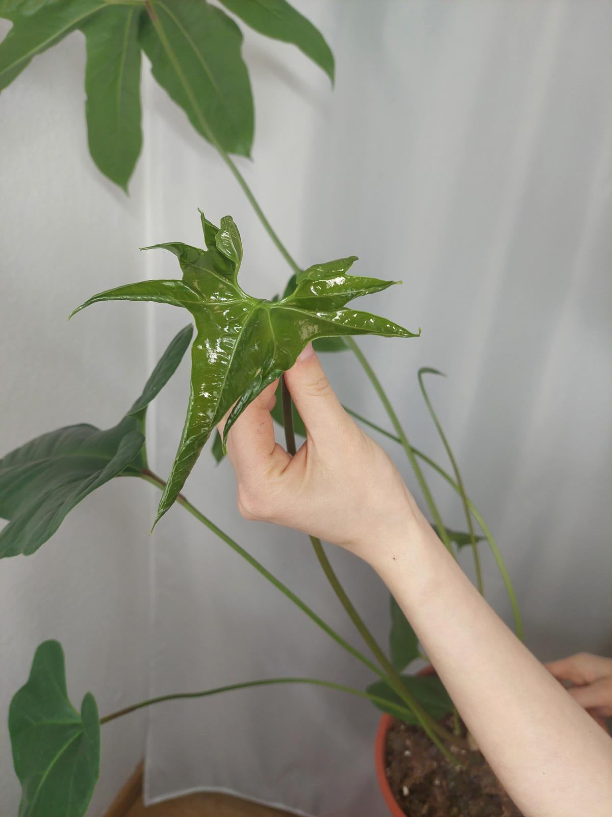 Anthurium Pedatum Groß