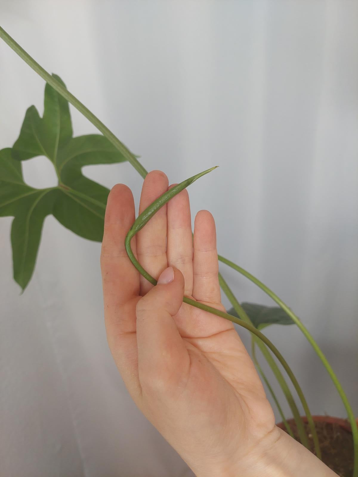 Anthurium Pedatum Groß