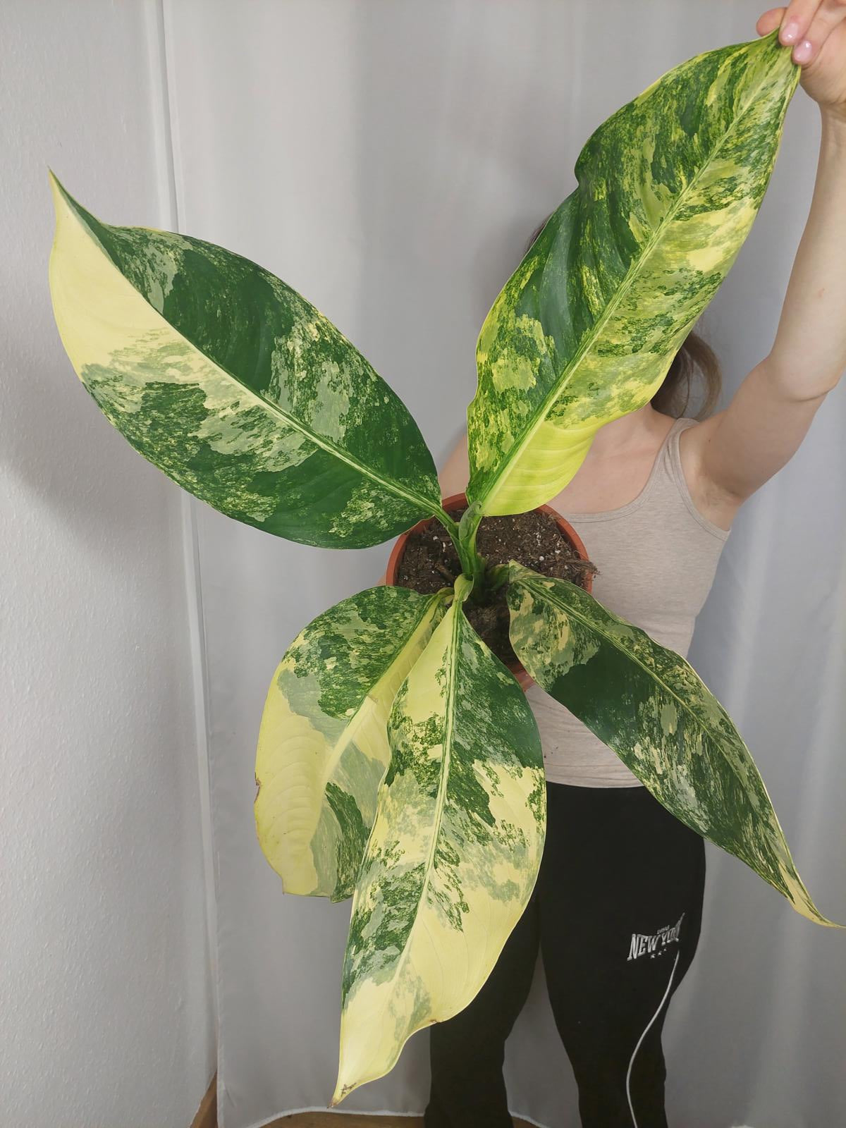 Dieffenbachia Big Ben Variegata