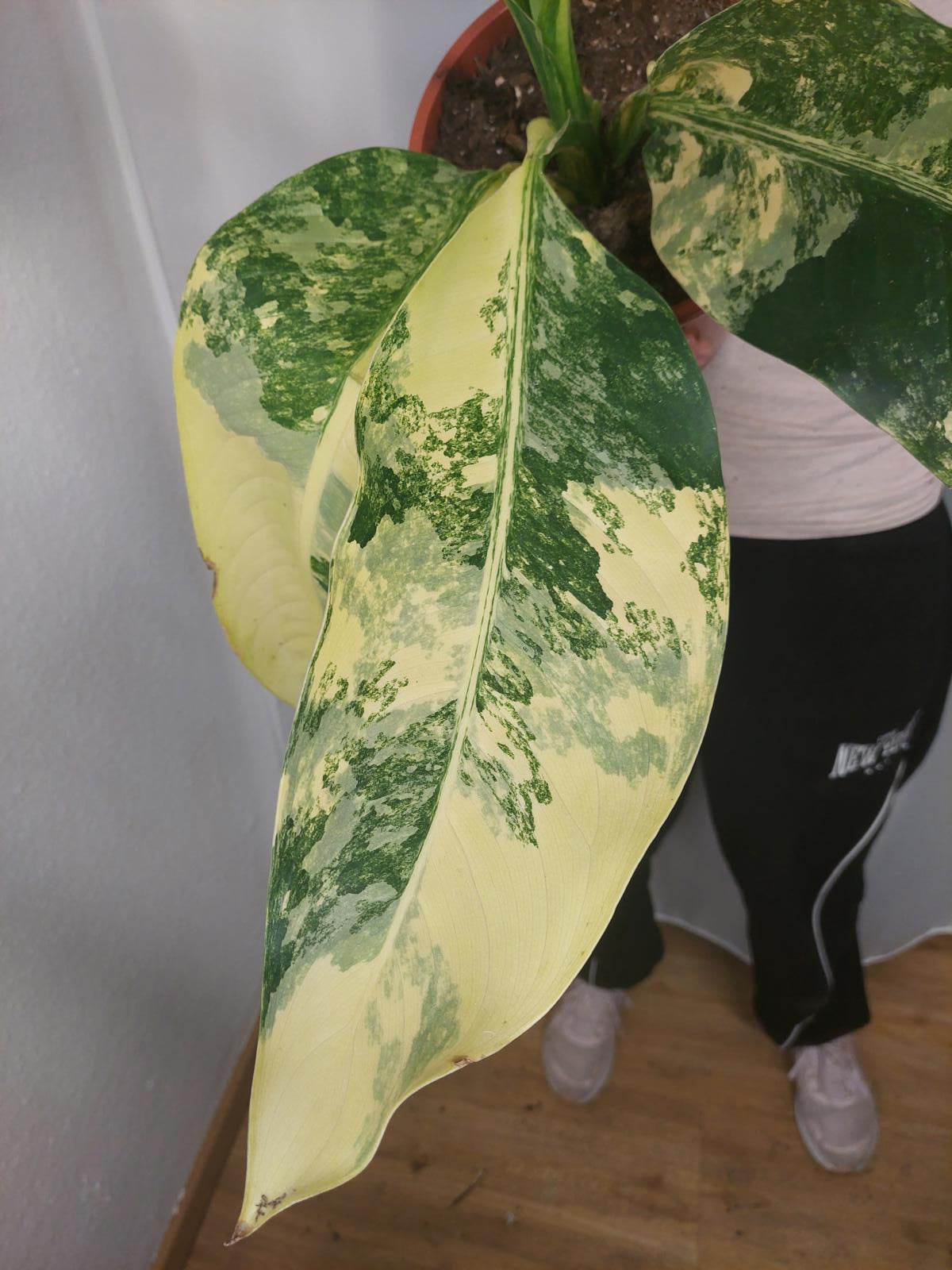 Dieffenbachia Big Ben Variegata