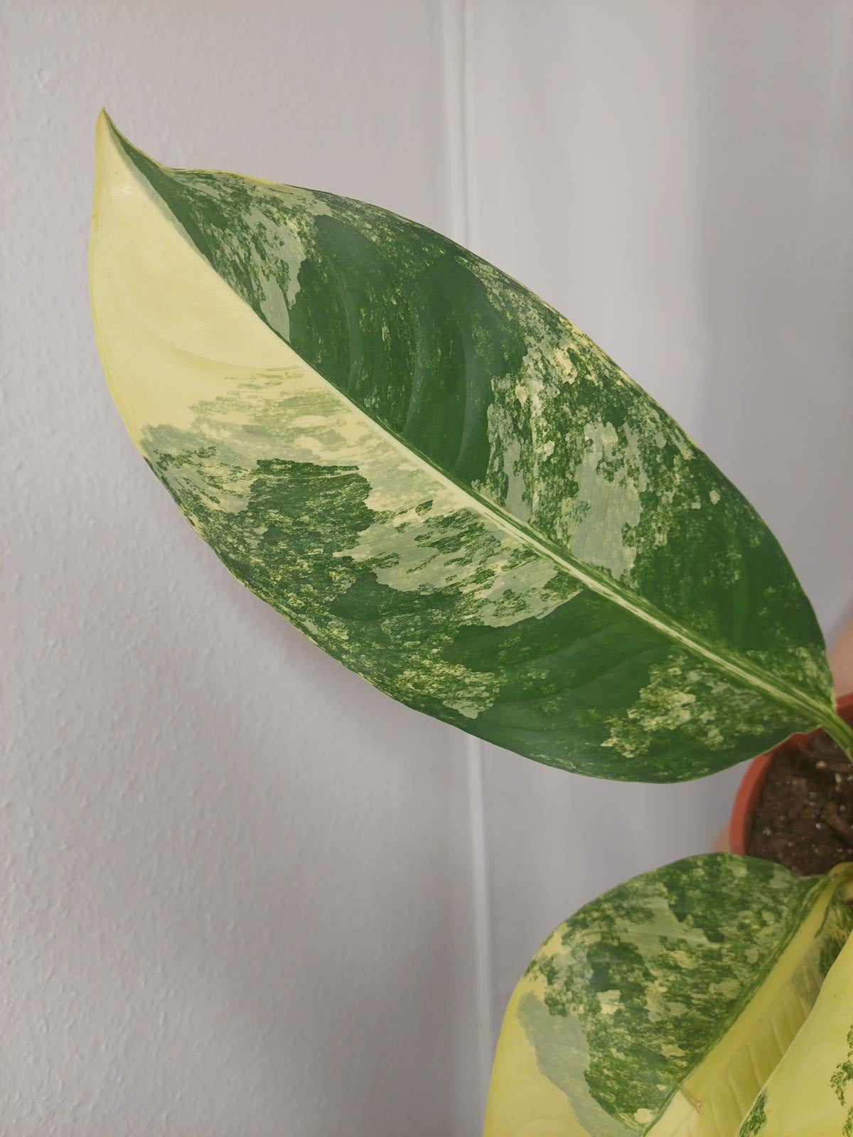 Dieffenbachia Big Ben Variegata