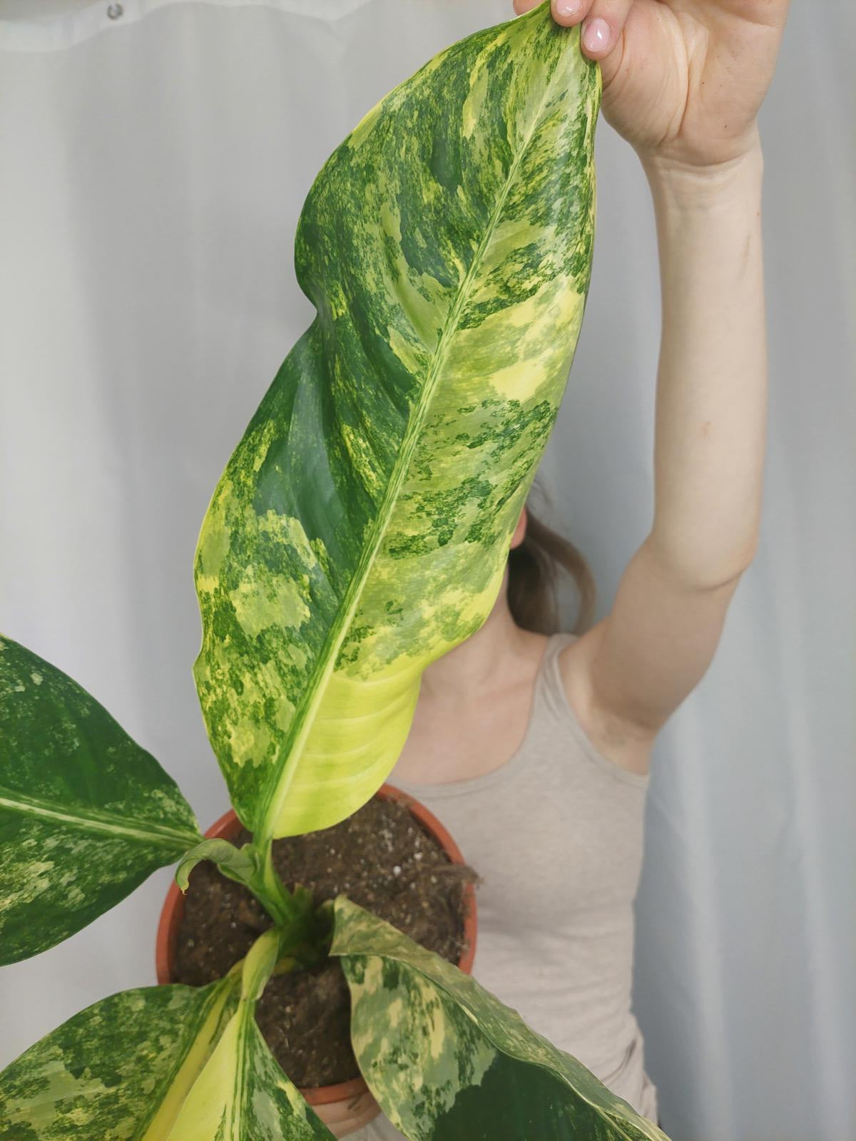Dieffenbachia Big Ben Variegata