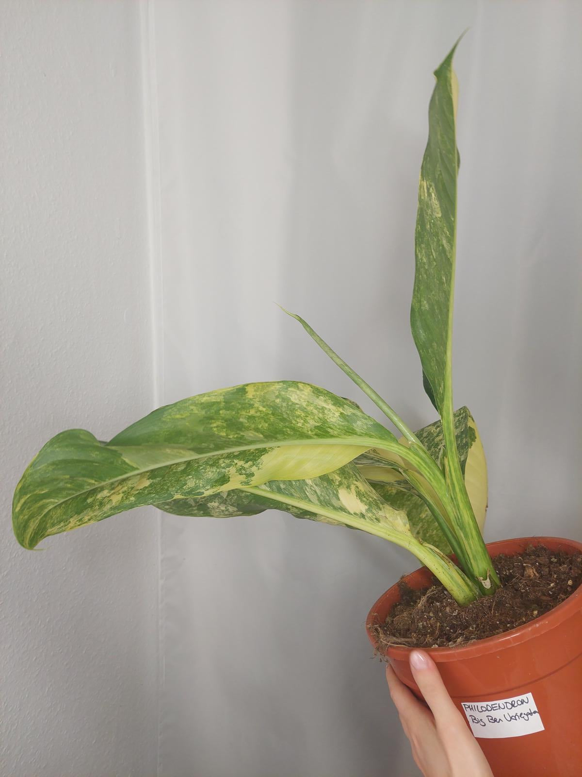 Dieffenbachia Big Ben Variegata