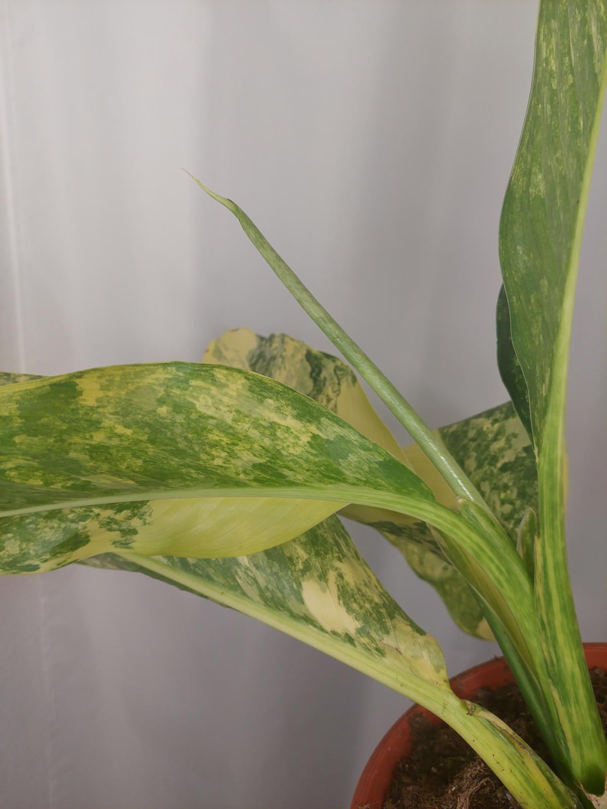 Dieffenbachia Big Ben Variegata