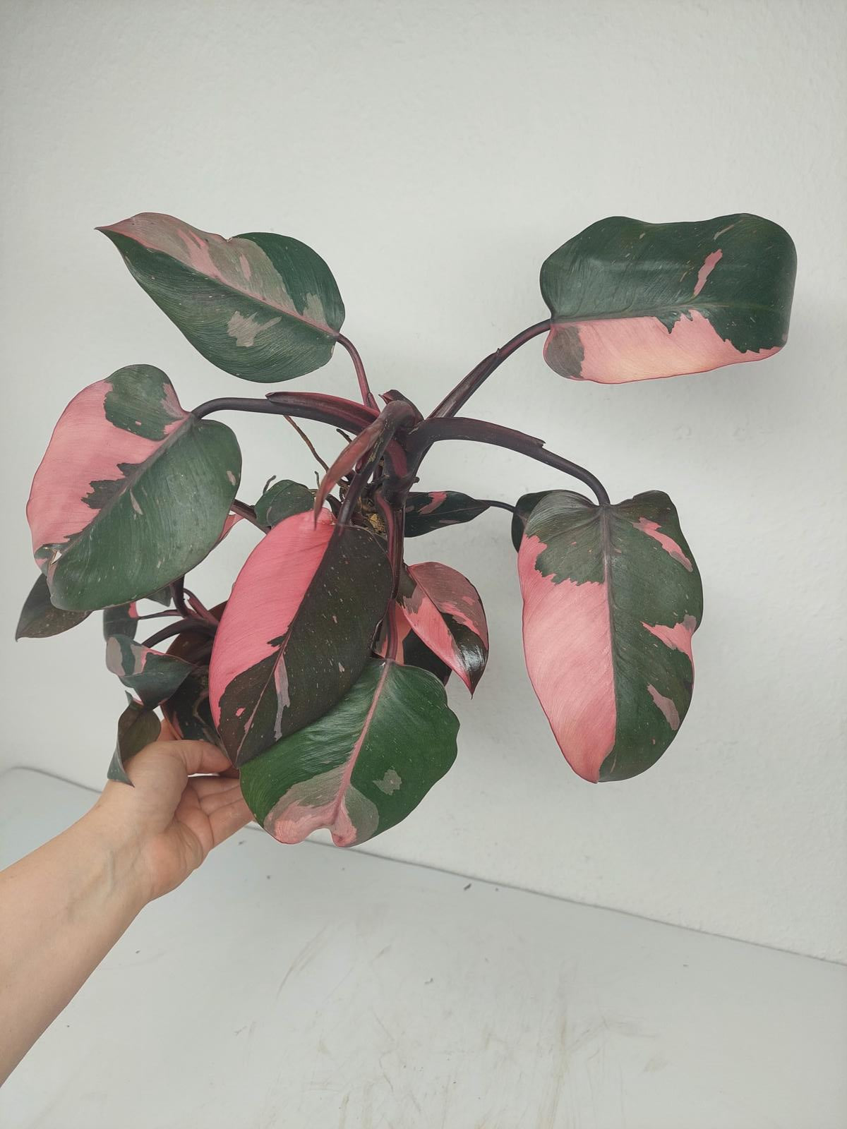 Philodendron Pink Princess