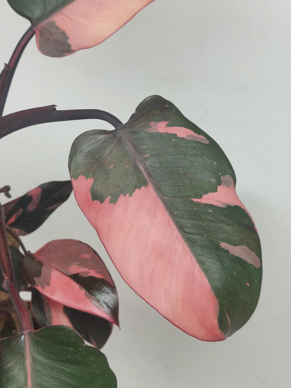 Philodendron Pink Princess