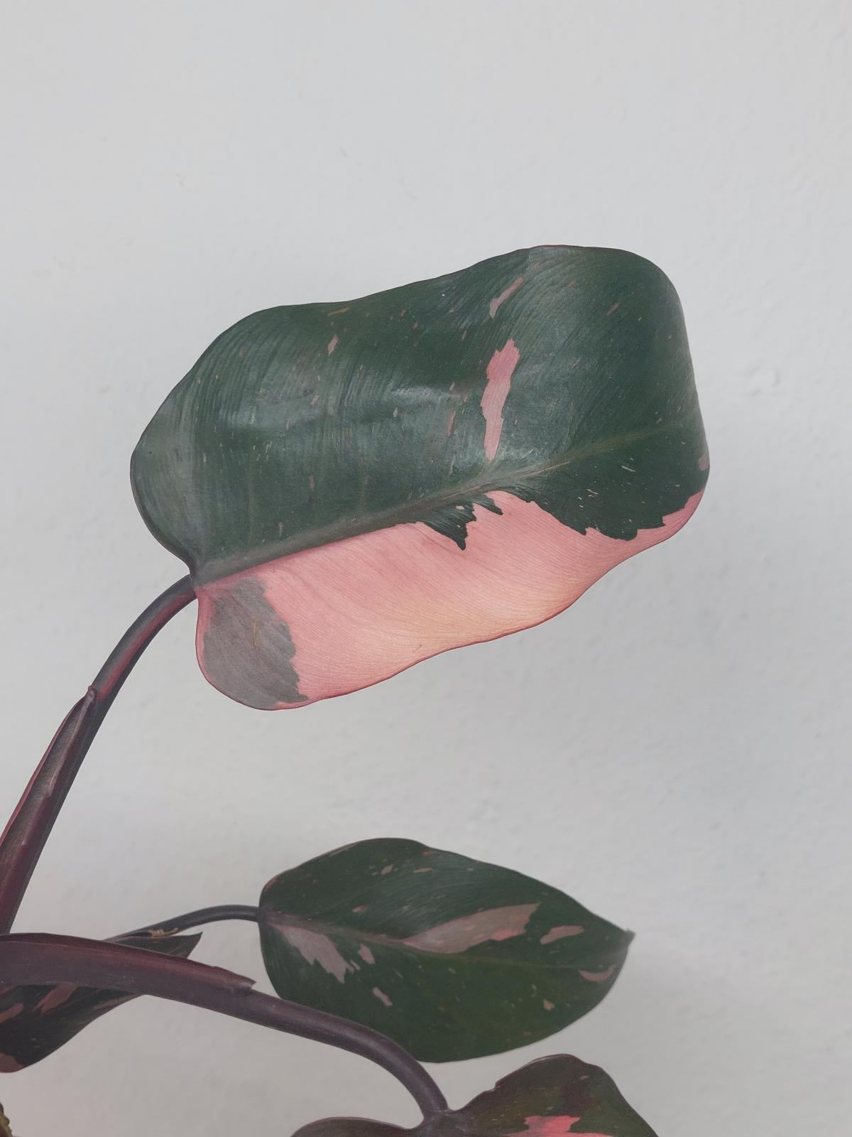 Philodendron Pink Princess