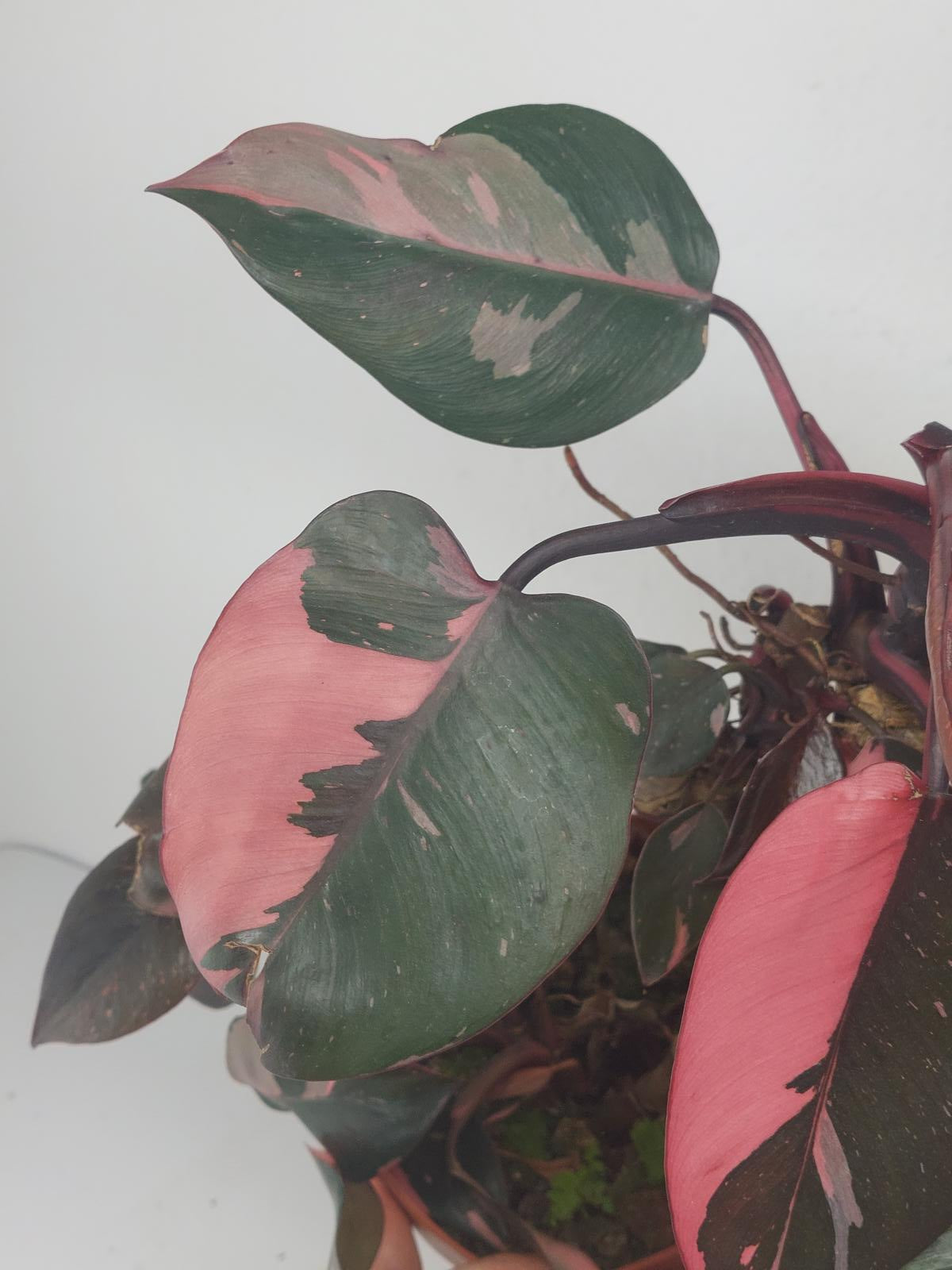Philodendron Pink Princess