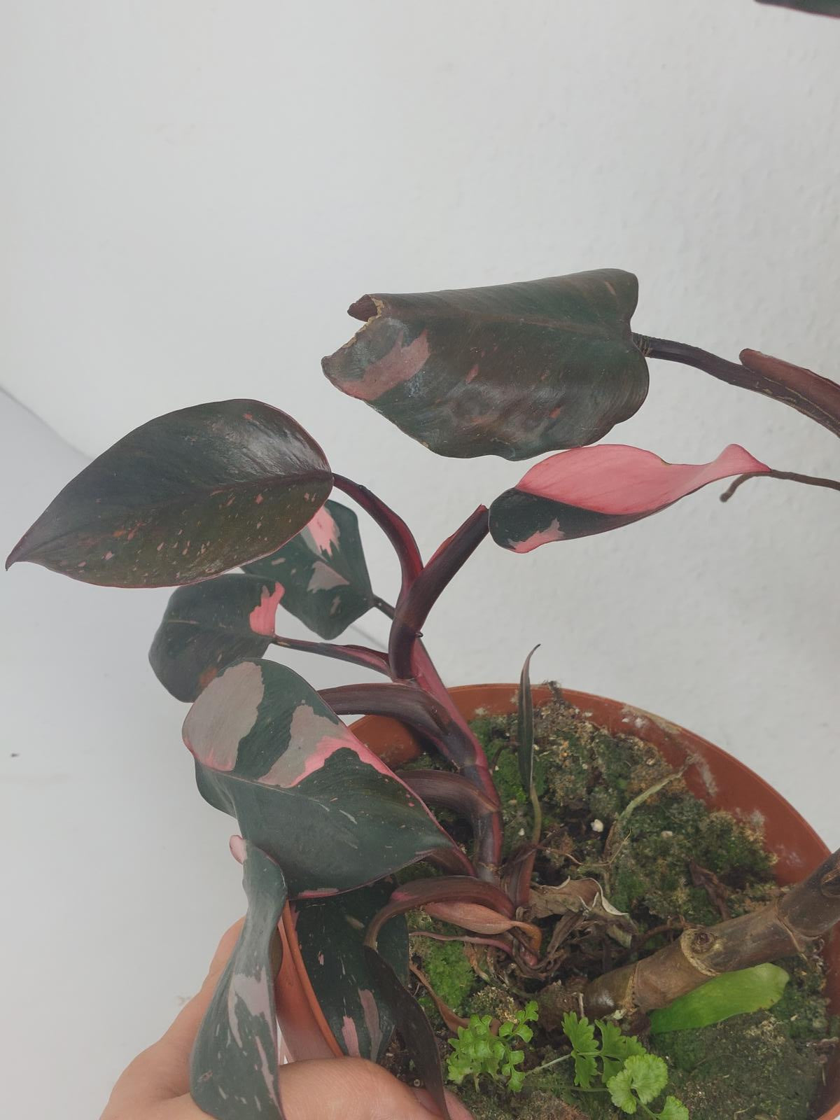 Philodendron Pink Princess
