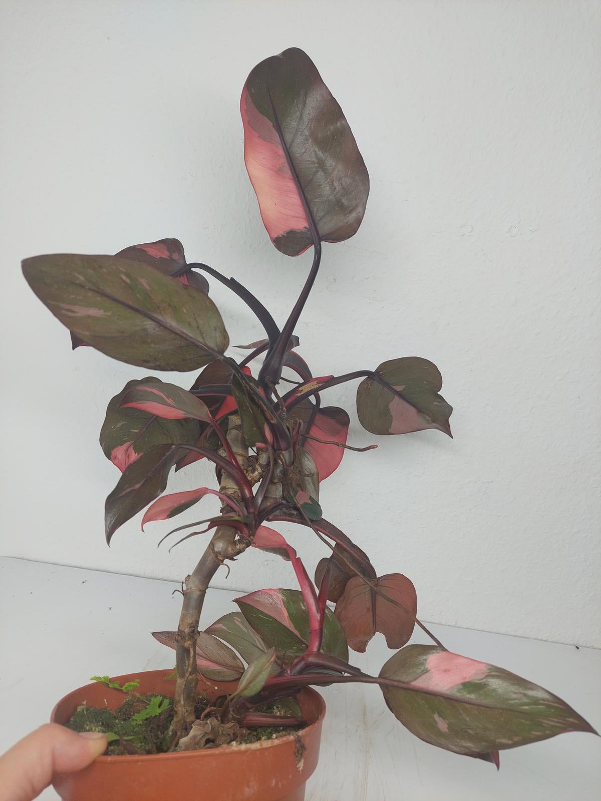 Philodendron Pink Princess