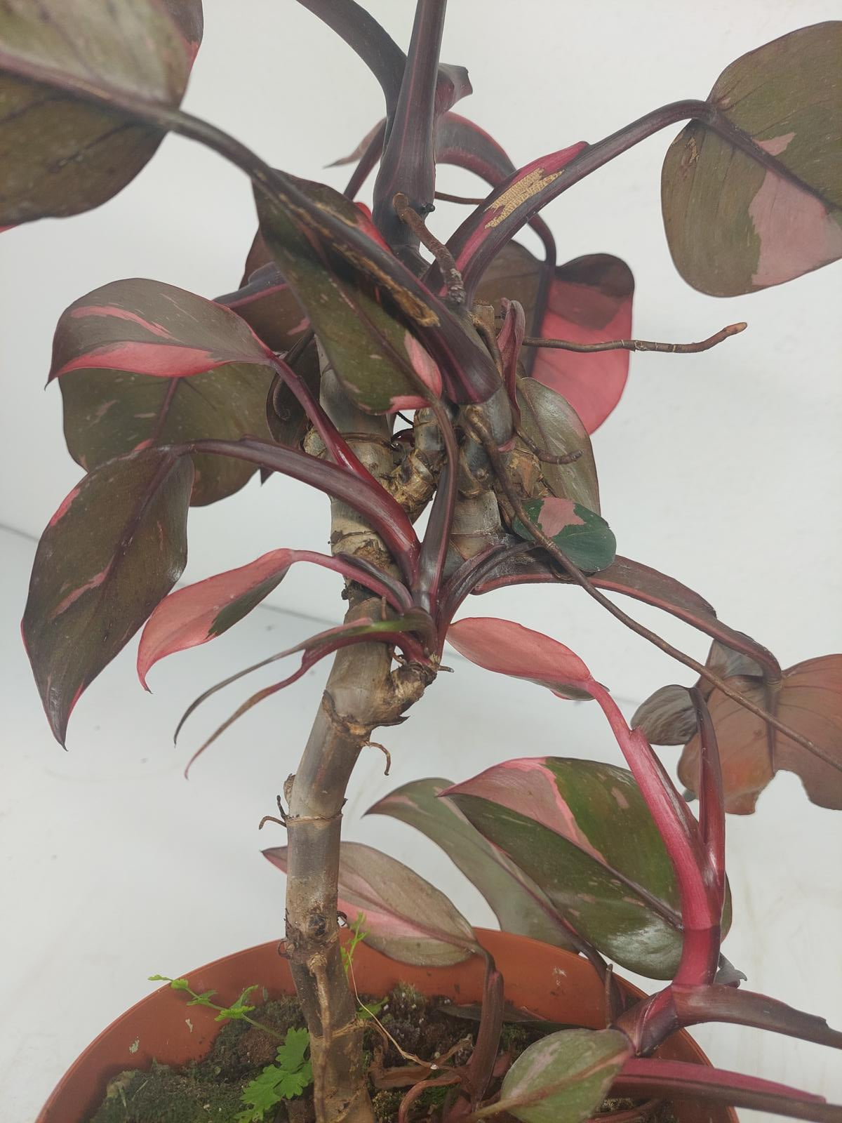 Philodendron Pink Princess