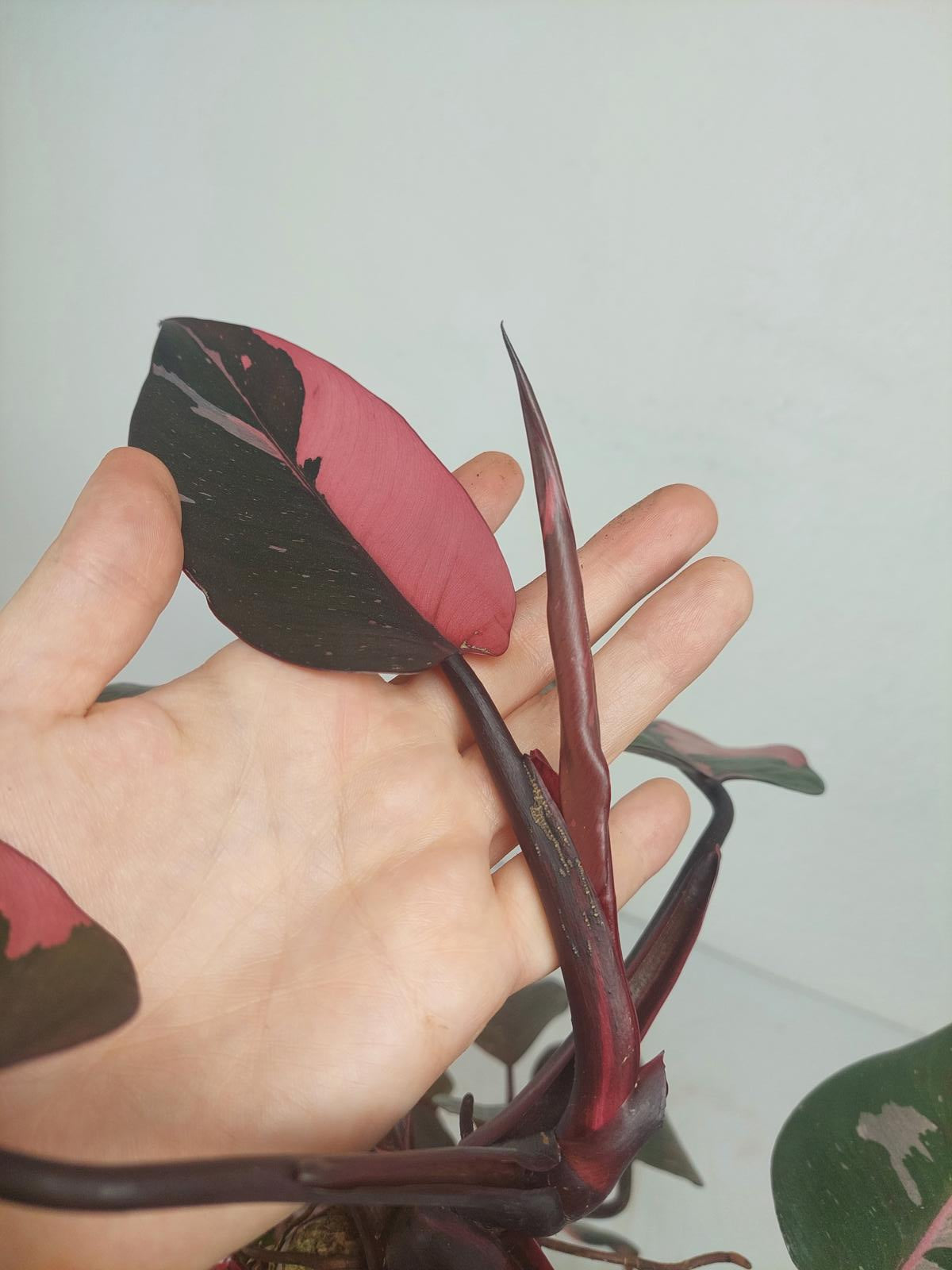 Philodendron Pink Princess