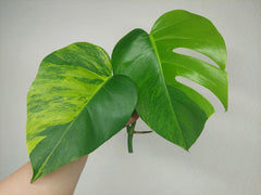 Monstera Aurea Steckling