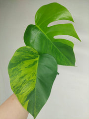 Monstera Aurea Steckling